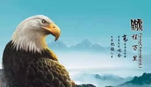 黄蜂对老鹰,自然界的生存智慧分析 黄蜂对老鹰,自然界的生存智慧分析